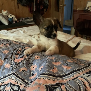 Fundraising Page: Megan Engstrand